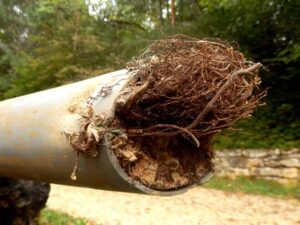 tree roots in sewer pipe